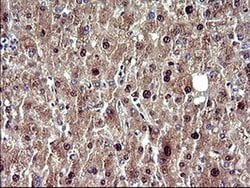 UPRT Monoclonal Antibody (OTI3A3), TrueMAB , OriGene 100 &mu;L; Unconjugated:Antibodies,