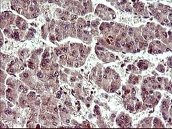 UPRT Mouse anti-Human, Clone: OTI3A3, lyophilized, TrueMAB 100 &mu;g; Unconjugated:Antibodies,