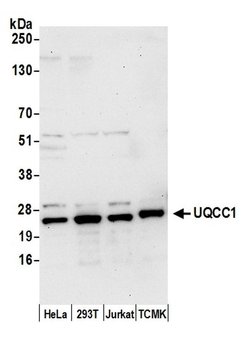 UQCC1 Polyclonal Antibody, Bethyl Laboratories:Antibodies:Primary Antibodies