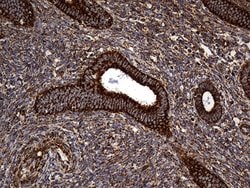 UQCRFS1 Mouse anti-Human, Mouse, Rat, Clone: OTI4H8, lyophilized, TrueMAB