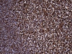 UQCRFS1 Mouse anti-Human, Mouse, Rat, Clone: OTI4H8, lyophilized, TrueMAB