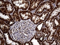 UQCRFS1 Mouse anti-Human, Mouse, Rat, Clone: OTI4H8, liquid, TrueMAB 100