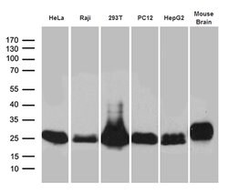 UQCRFS1 Mouse anti-Human, Mouse, Rat, Clone: OTI4H8, lyophilized, TrueMAB