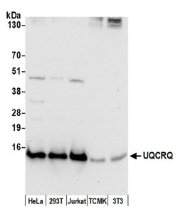 UQCRQ Polyclonal Antibody, Bethyl Laboratories:Antibodies:Primary Antibodies