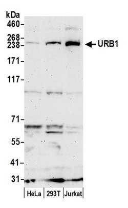 URB1/NPA1 Rabbit anti-Human, Polyclonal, Bethyl Laboratories 10 &mu;L | Buy Online | Bethyl Laboratories, Inc | Fisher Scientific