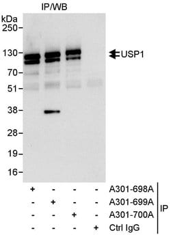 USP1 Rabbit anti-Human, Polyclonal, Bethyl Laboratories 10 &mu;L; Unconjugated:Antibodies,
