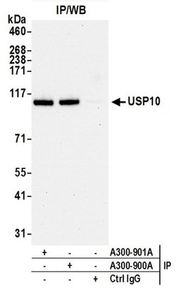 USP10 Rabbit anti-Human, Mouse, Polyclonal, Bethyl Laboratories 100 &mu;L;