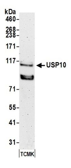 USP10 Rabbit anti-Human, Mouse, Polyclonal, Bethyl Laboratories 100 &mu;L;