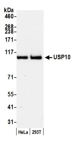 USP10 Rabbit anti-Human, Mouse, Polyclonal, Bethyl Laboratories 100 &mu;L;