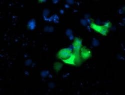 USP10 Mouse anti-Canine, Human, Mouse, Rat, Clone: OTI2E1, liquid, TrueMAB