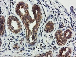 USP10 Mouse anti-Canine, Human, Mouse, Rat, Clone: OTI2E1, liquid, TrueMAB