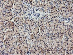 USP10 Mouse anti-Canine, Human, Mouse, Rat, Clone: OTI2E1, liquid, TrueMAB