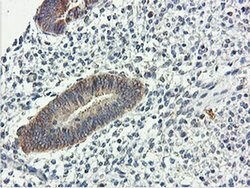 USP10 Mouse anti-Canine, Human, Mouse, Rat, Clone: OTI2E1, liquid, TrueMAB