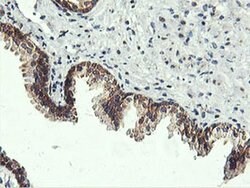 USP10 Mouse anti-Canine, Human, Mouse, Rat, Clone: OTI2E1, liquid, TrueMAB