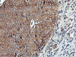USP10 Mouse anti-Canine, Human, Mouse, Rat, Clone: OTI2E1, liquid, TrueMAB