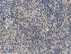 USP10 Mouse anti-Canine, Human, Mouse, Rat, Clone: OTI2E1, liquid, TrueMAB