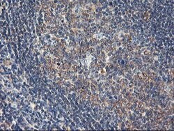 USP10 Mouse anti-Canine, Human, Mouse, Rat, Clone: OTI2E1, liquid, TrueMAB