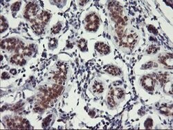 USP10 Mouse anti-Human, Clone: OTI1A10, liquid, TrueMAB 100 &mu;L; Unconjugated:Antibodies,