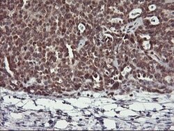USP10 Mouse anti-Human, Clone: OTI1A10, liquid, TrueMAB 100 &mu;L; Unconjugated:Antibodies,