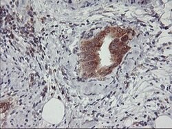 USP10 Mouse anti-Human, Clone: OTI1A10, liquid, TrueMAB 100 &mu;L; Unconjugated:Antibodies,
