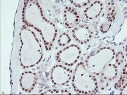 USP10 Mouse anti-Human, Clone: OTI1A10, liquid, TrueMAB 100 &mu;L; Unconjugated:Antibodies,