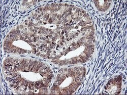 USP10 Mouse anti-Human, Clone: OTI1A10, liquid, TrueMAB 100 &mu;L; Unconjugated:Antibodies,