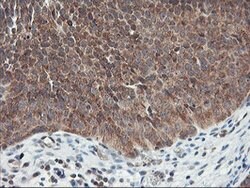 USP10 Mouse anti-Human, Clone: OTI1A10, liquid, TrueMAB 100 &mu;L; Unconjugated:Antibodies,