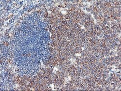 USP10 Mouse anti-Human, Clone: OTI1A10, liquid, TrueMAB 100 &mu;L; Unconjugated:Antibodies,