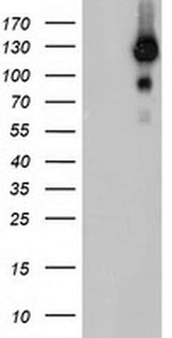 USP10 Mouse anti-Canine, Human, Mouse, Rat, Clone: OTI2E1, liquid, TrueMAB