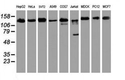 USP10 Mouse anti-Canine, Human, Mouse, Rat, Clone: OTI2E1, liquid, TrueMAB