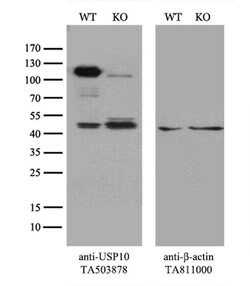 USP10 Mouse anti-Canine, Human, Mouse, Rat, Clone: OTI2E1, liquid, TrueMAB