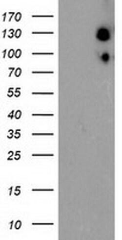 USP10 Mouse anti-Human, Clone: OTI1A10, liquid, TrueMAB 100 &mu;L; Unconjugated:Antibodies,