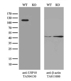 USP10 Mouse anti-Human, Clone: OTI1A10, liquid, TrueMAB 100 &mu;L; Unconjugated:Antibodies,