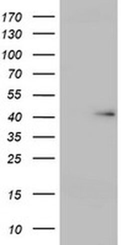 USP12 Monoclonal Antibody (OTI2A6), TrueMAB , OriGene 30 &mu;L; Unconjugated:Antibodies,