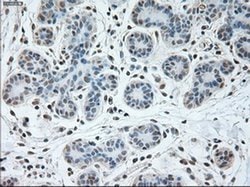 USP13 Mouse anti-Canine, Human, Clone: OTI4G11, liquid, TrueMAB 100 &mu;L;