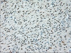 USP13 Mouse anti-Canine, Human, Clone: OTI4G11, liquid, TrueMAB 100 &mu;L;