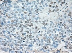 USP13 Mouse anti-Canine, Human, Clone: OTI4G11, liquid, TrueMAB 100 &mu;L;