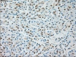 USP13 Mouse anti-Canine, Human, Clone: OTI4G11, liquid, TrueMAB 100 &mu;L;