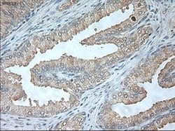 USP13 Mouse anti-Canine, Human, Clone: OTI4G11, liquid, TrueMAB 100 &mu;L;