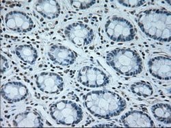 USP13 Mouse anti-Canine, Human, Clone: OTI4G11, liquid, TrueMAB 100 &mu;L;