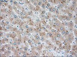 USP13 Mouse anti-Canine, Human, Clone: OTI4G11, liquid, TrueMAB 100 &mu;L;