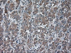 USP13 Mouse anti-Canine, Human, Clone: OTI4G11, liquid, TrueMAB 100 &mu;L;