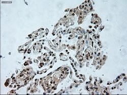 USP13 Mouse anti-Canine, Human, Clone: OTI4G11, liquid, TrueMAB 100 &mu;L;