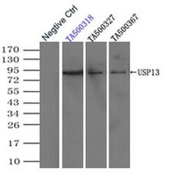 USP13 Mouse anti-Canine, Human, Clone: OTI4G11, liquid, TrueMAB 100 &mu;L;