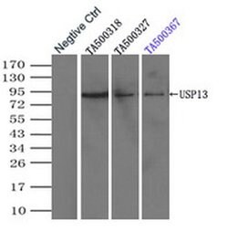 USP13 Mouse anti-Human, Clone: OTI5B9, liquid, TrueMAB 100 &mu;L; Unconjugated:Antibodies,