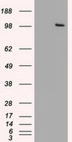 USP13 Mouse anti-Canine, Human, Clone: OTI4G11, liquid, TrueMAB 100 &mu;L;