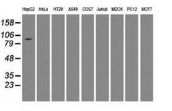 USP13 Mouse anti-Canine, Human, Clone: OTI4G11, liquid, TrueMAB 100 &mu;L;