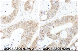 USP14 Rabbit anti-Human, Polyclonal, Bethyl Laboratories 100 &mu;L; Unconjugated:Antibodies,
