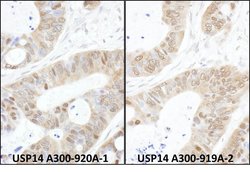 USP14 Rabbit anti-Human, Mouse, Polyclonal, Bethyl Laboratories 100 &mu;L;