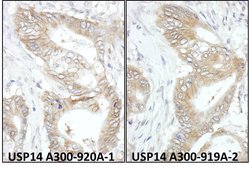 USP14 Rabbit anti-Human, Mouse, Polyclonal, Bethyl Laboratories 100 &mu;L;